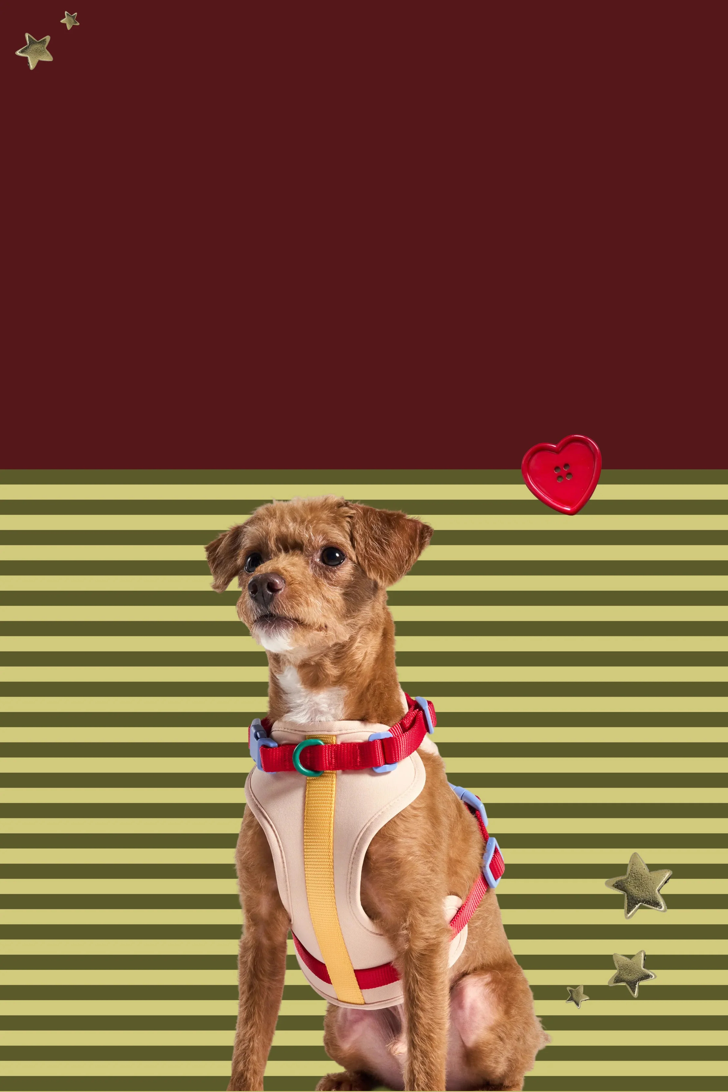 Premium Dog Products